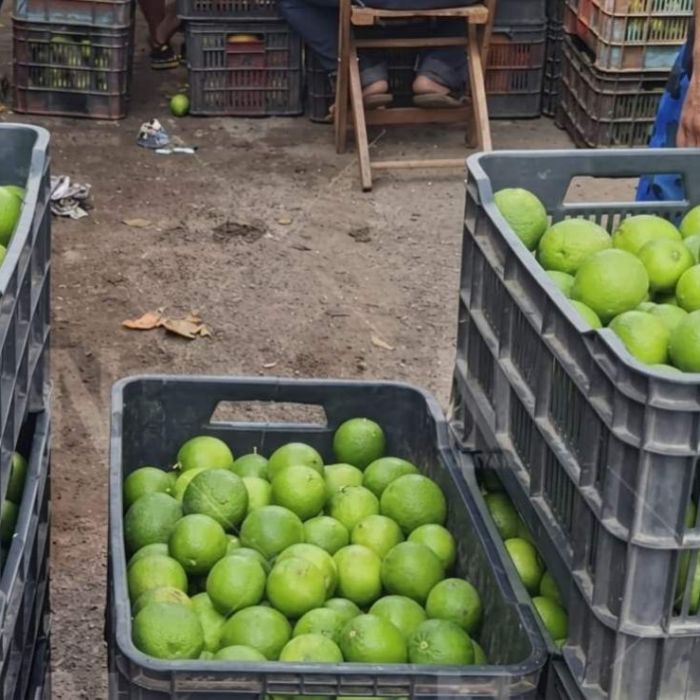 Precio del limón se desploma en Yucatán y pone en riesgo a los productores