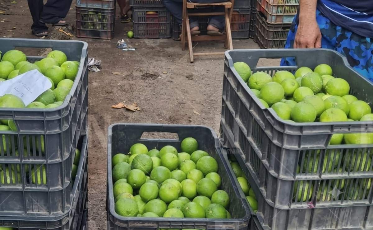 precio-del-limon-se-desploma-en-yucatan-y-pone-en-riesgo-a-los-productores