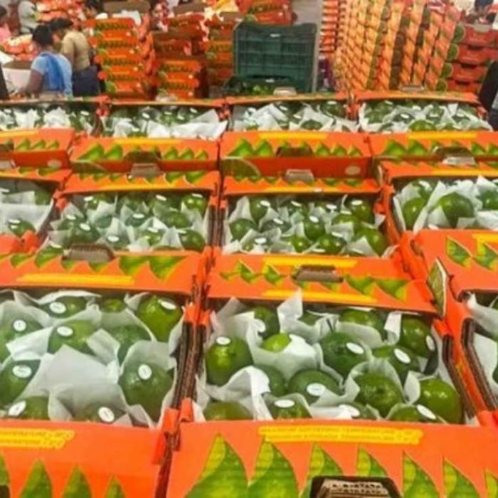 Productores de Papantla exportan limón persa a EU y Rusia; inician envíos a McAllen y Moscú