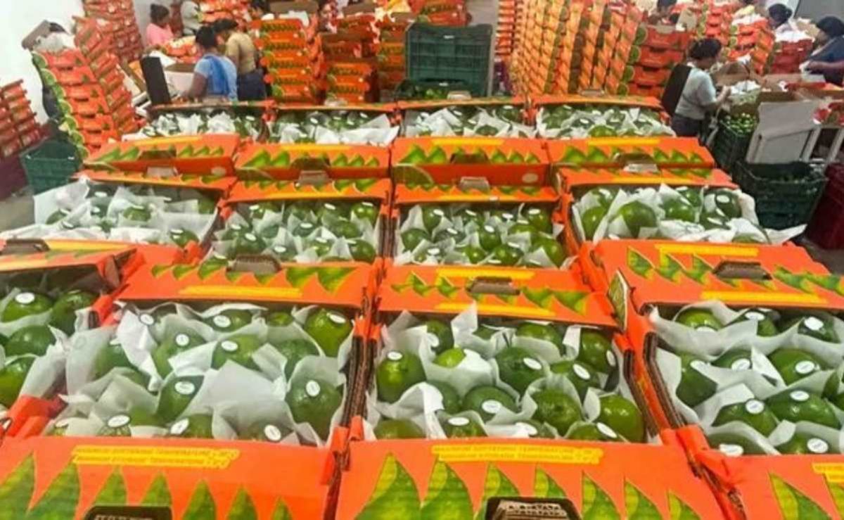 productores-de-papantla-exportan-limon-persa-a-eu-y-rusia-inician-envios-a-mcallen-y-moscu