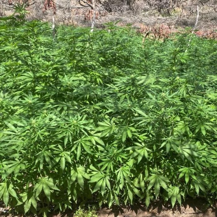 Semar erradica e incinera dos plantíos de marihuana en el sur de Tijuana