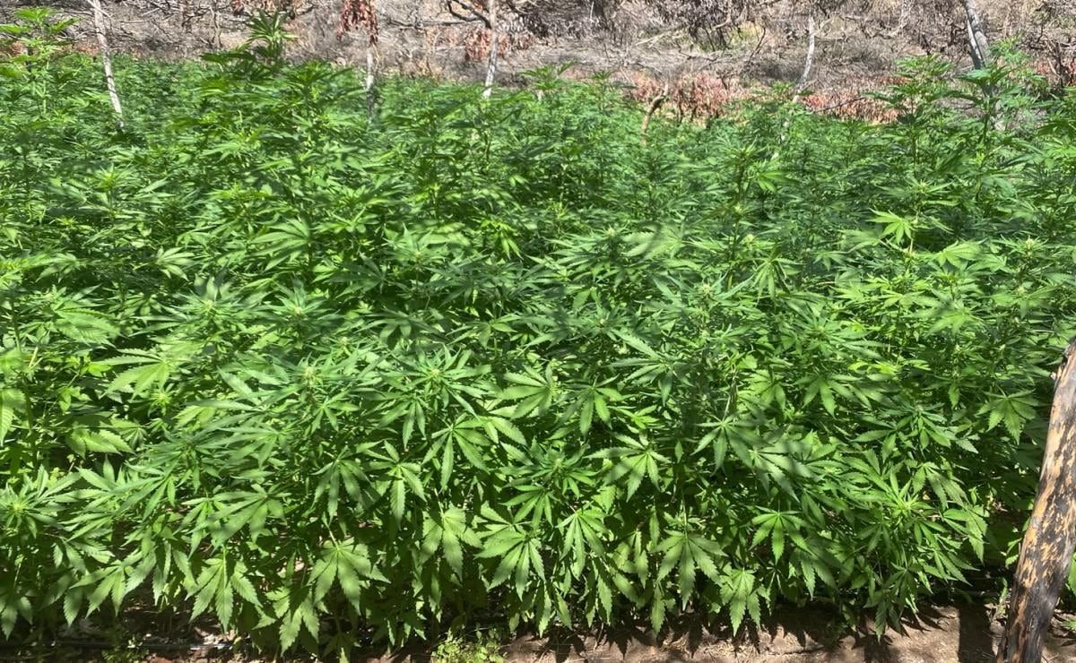 semar-erradica-e-incinera-dos-plantios-de-marihuana-en-el-sur-de-tijuana