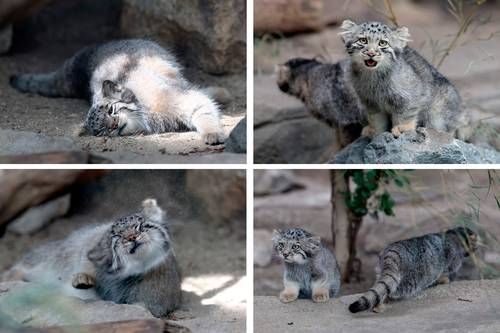 Zoológico de Kobe presenta cinco crías del gato de Pallas