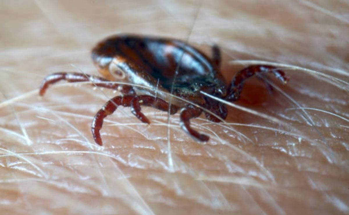 Confirman en Nueva York el primer caso del virus Bourbon transmitido por garrapatas