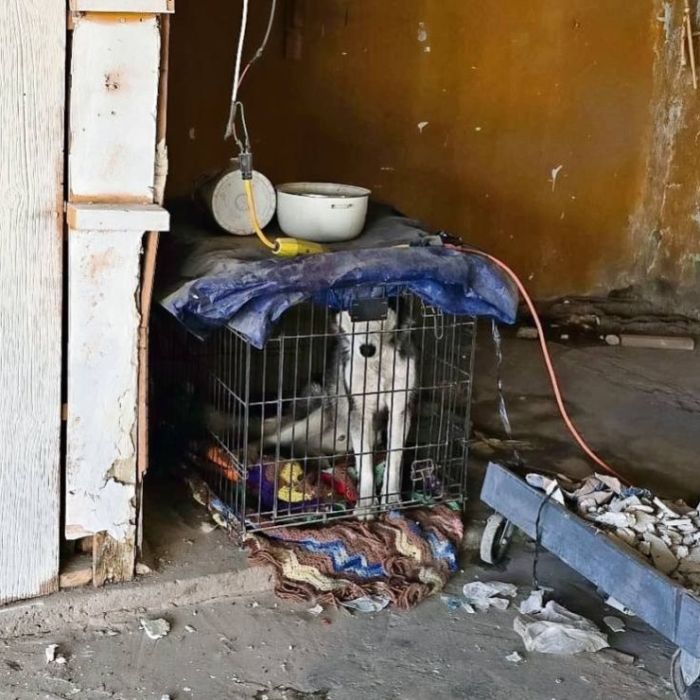 PAOT registra 3 mil 861 denuncias por maltrato animal en CDMX durante 2025