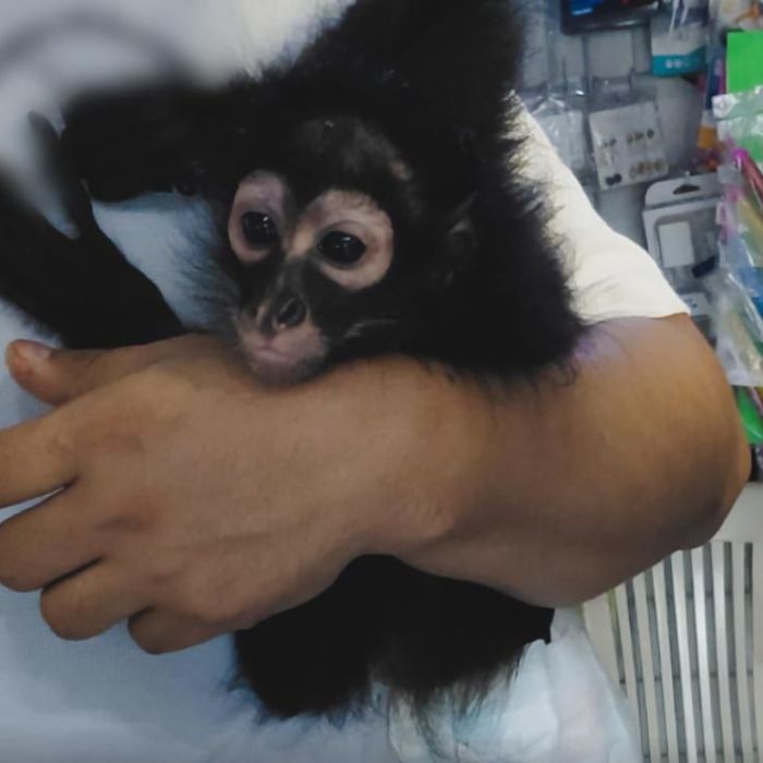 Profepa rescata a mono araña que era mascota en una iglesia de Manzanillo