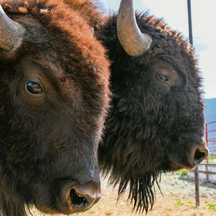 Reintroducción del bisonte impulsa la restauración ecológica en Cuatro Ciénegas