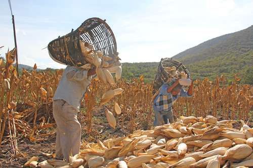 Sader reporta avance de 95.9% en la entrega de fertilizantes para 2026
